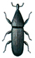 Rüsselkäfer, Euophryum confine