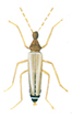 Männchen - Thylodrias Contractus