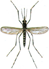 Aedesmücken