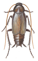 Orientalsk kakerlak