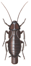 Orientalsk kakerlak, W.
