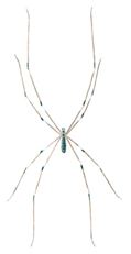 Spinne - Pholcus phalangoides