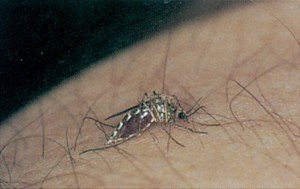Aedesmücke, Aedes detritus - Tierische Schädlinge in Haus und Lager 