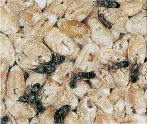 Kornkäfer in Getreide - Tierische Schädlinge in Haus und Lager - Seite 79