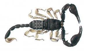 Skorpione - Tierische Schädlinge in Haus und Lager - Seite 38