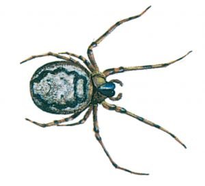 Spinne - Zygiella X-notata