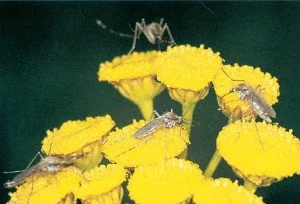 Steckmücke saugt Nektar - Tierische Schädlinge in Haus und Lager - Seite 53