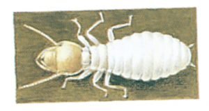 Termite, Reticulitermes flavipes