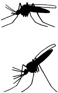 Unterschied zwischen Stechmücke und Malariamücke - Tierische Schädlinge in Haus und Lager - Seite 54