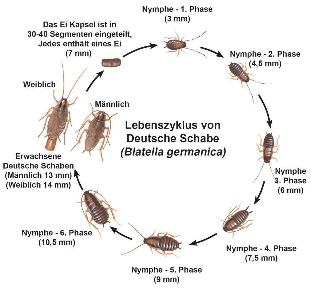 Lebenszyklus von Deutsche Schabe