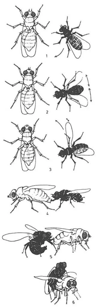 Das Vorspiel der Paarung von Insekten und Milben