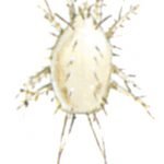 Die Backobstmilbe, Carpoglyphus lactis