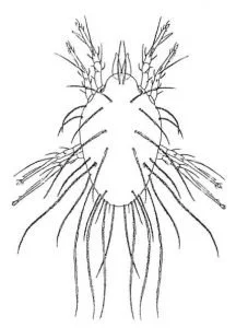 Die Pflaumenmilbe, Lepidoglyphus destructor