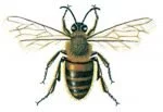 Honingbiene