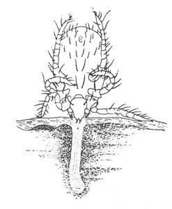 Speichel der Herbstgrasmilbelarve bildet ein Saugrohr in der Haut
