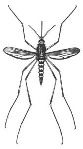 Stechmücke, Aedes vexans