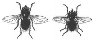Zwei Arten Schmeißfliegen